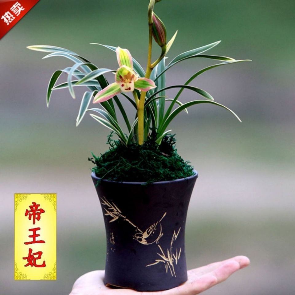 四季兰开花超香兰花 建兰精品妃朵芮蜜 妃 1苗新手试养【图片 价格