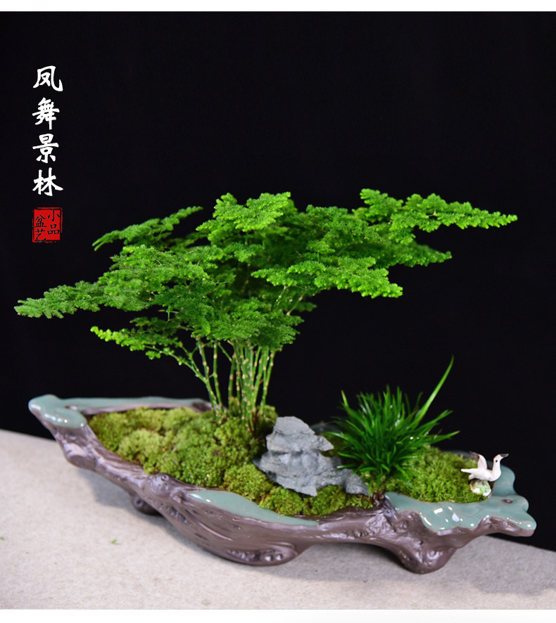 唐山云竹盆景文竹盆栽室内中式居家客厅办公桌面植物四季常青绿植