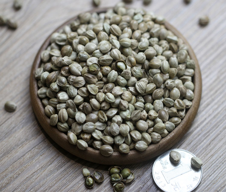 橙伯乐天水熟麻子食用甘肃特产500g新货特大粒生火麻休闲零食香麻籽