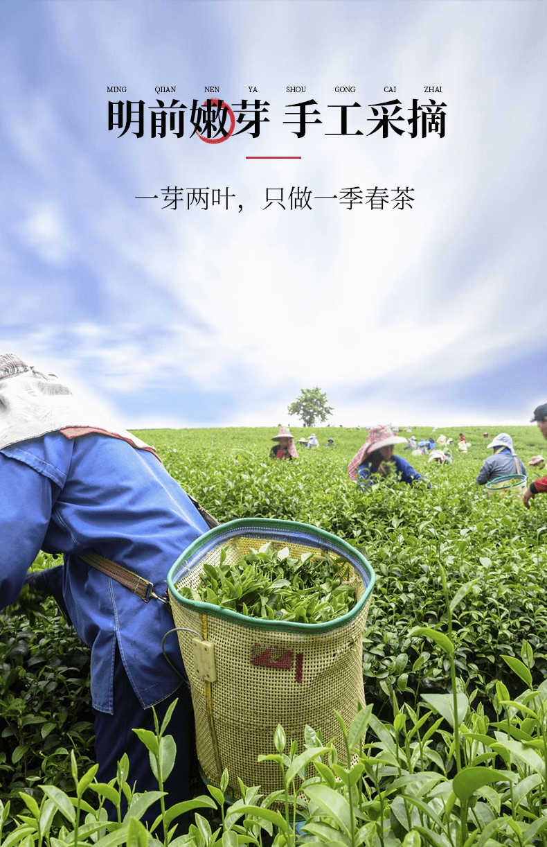 文武香贵 特a豆香明前龙井茶叶特级龙井2021新茶杭州绿茶2021新茶叶