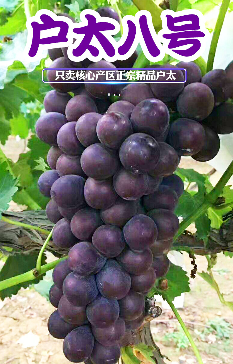 颜曼箐陕西特产正宗户太八号葡萄新鲜沪太8号户县葡萄礼盒农家自种