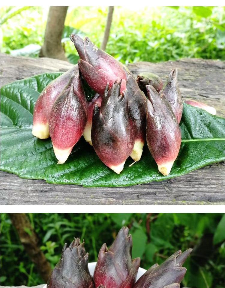 5斤新鲜阳荷姜洋荷姜贵州洋河洋藿阳何洋合蔬菜洋火茗荷1斤阳荷5斤