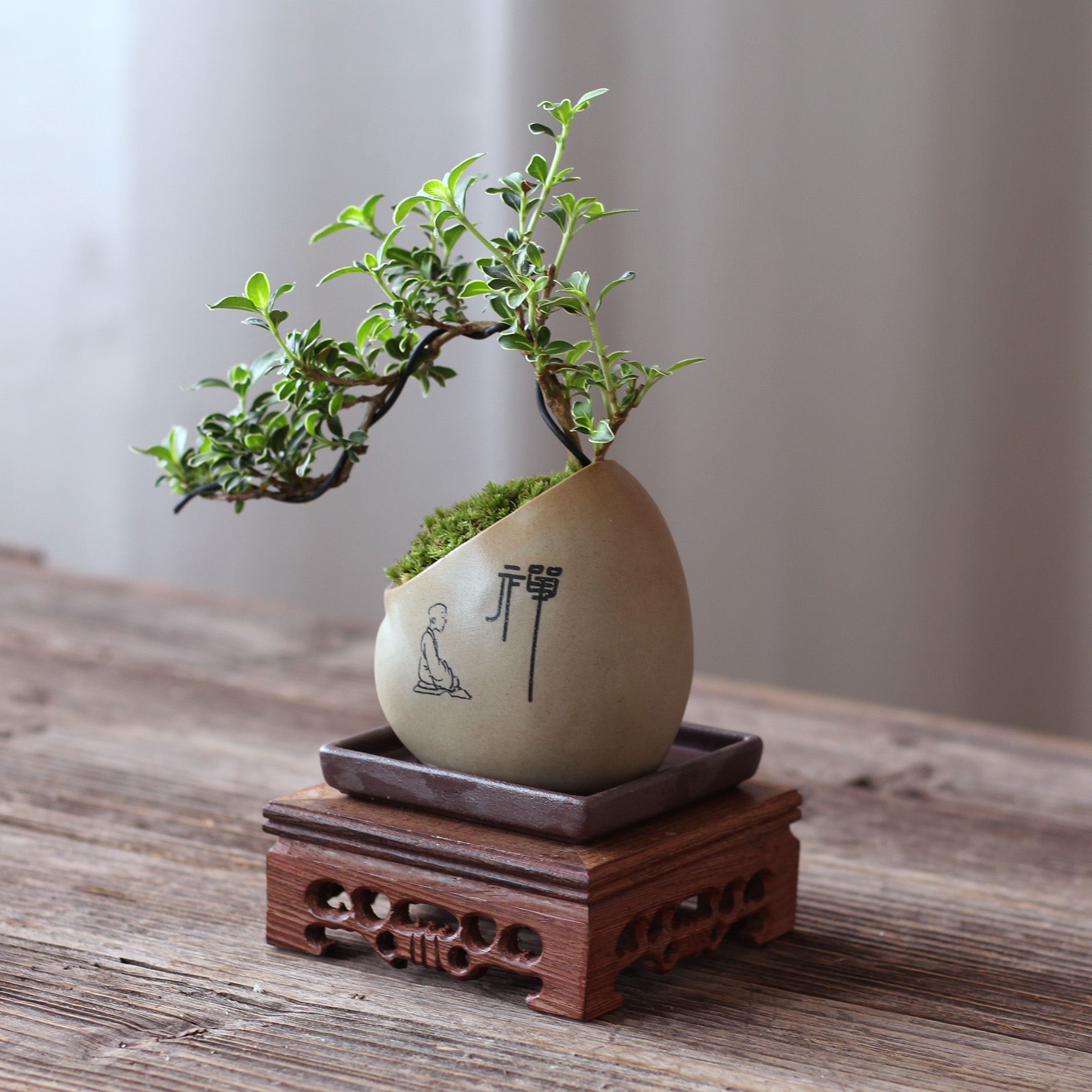 室内桌面办公桌悬崖六月雪小绿植盆栽植物茶几客厅摆件盆景养活鱼七秒