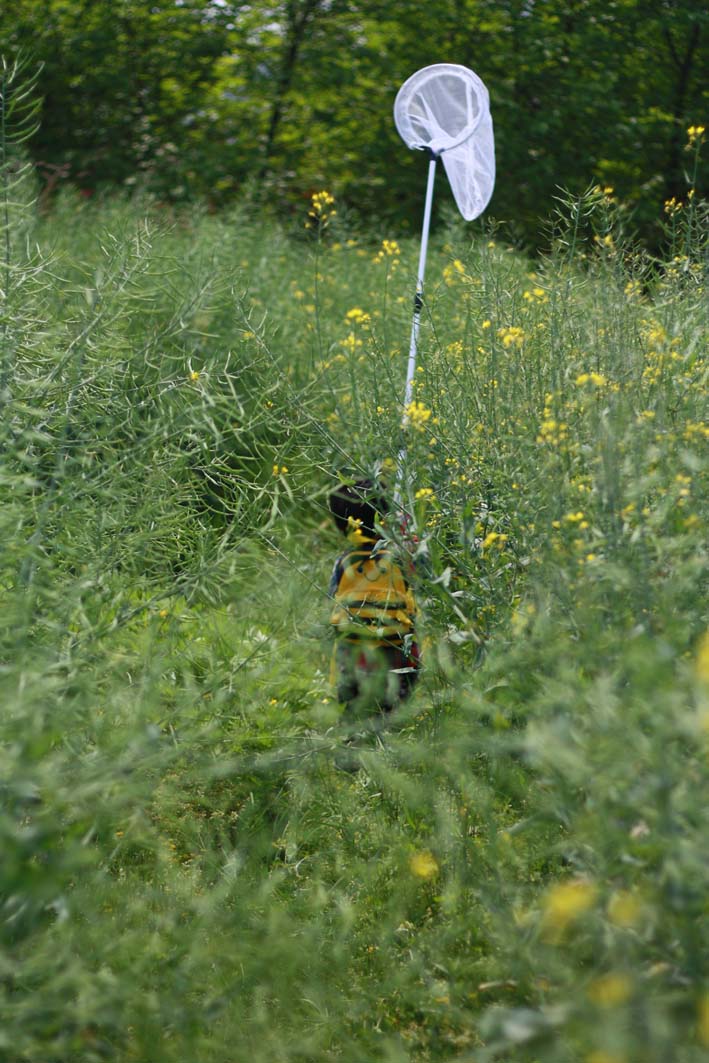 儿童捕虫网蝴蝶昆虫蜻蜓伸缩折叠小抄网捞鱼网兜 1.