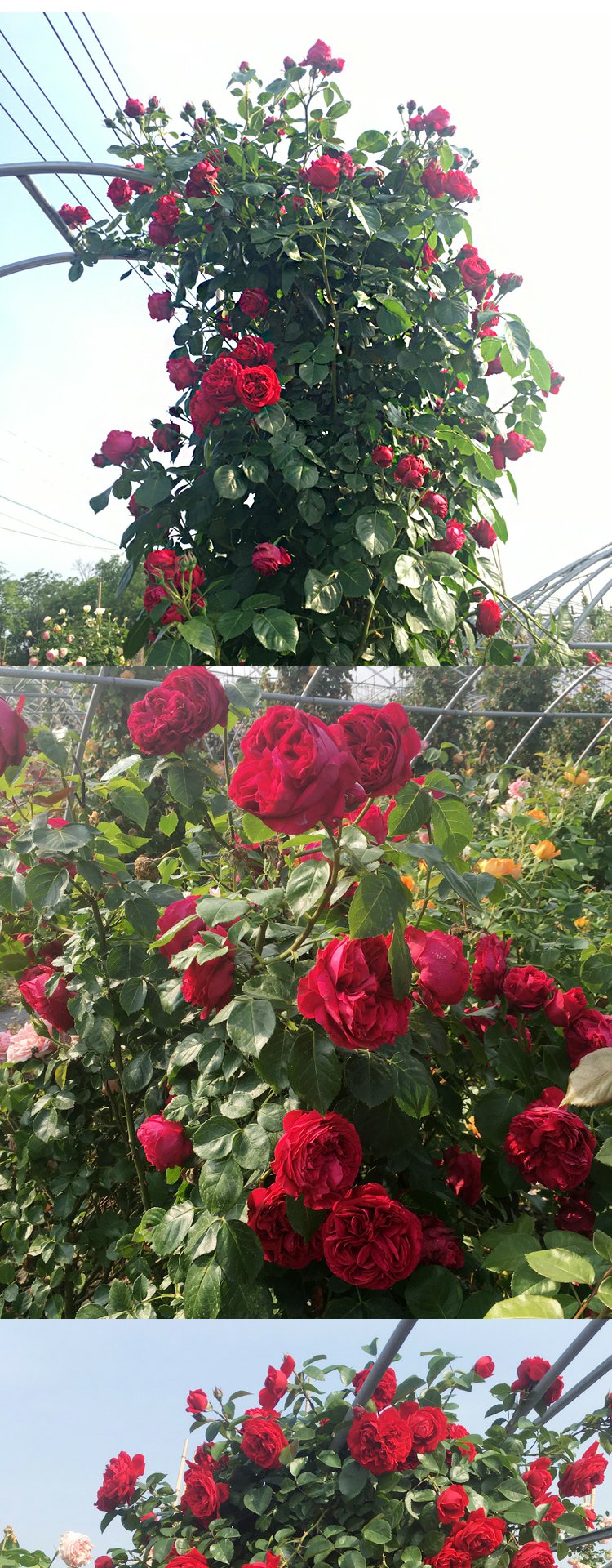 粉色龍沙寶石大花藤本月季花苗盆栽玫瑰紅龍庭院陽臺爬藤多花薔薇1501