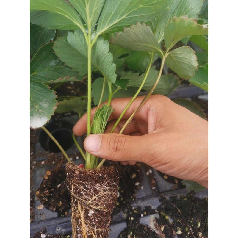 草莓天使ae白草莓苗家庭园艺盆栽草莓苗穴盘苗易活四季结果白草莓穴盘