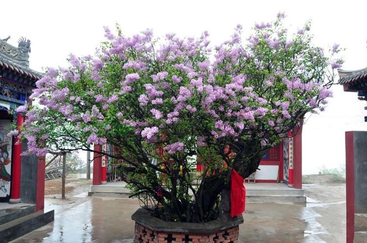 丁香花苗 庭院植物 丁香花树苗 绿化苗紫丁香苗 海棠树苗盆栽地栽