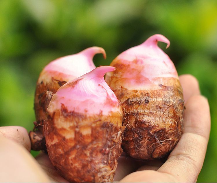 红芽芋头新鲜小芋头现挖红嘴毛芋头粉糯10斤芋头中果