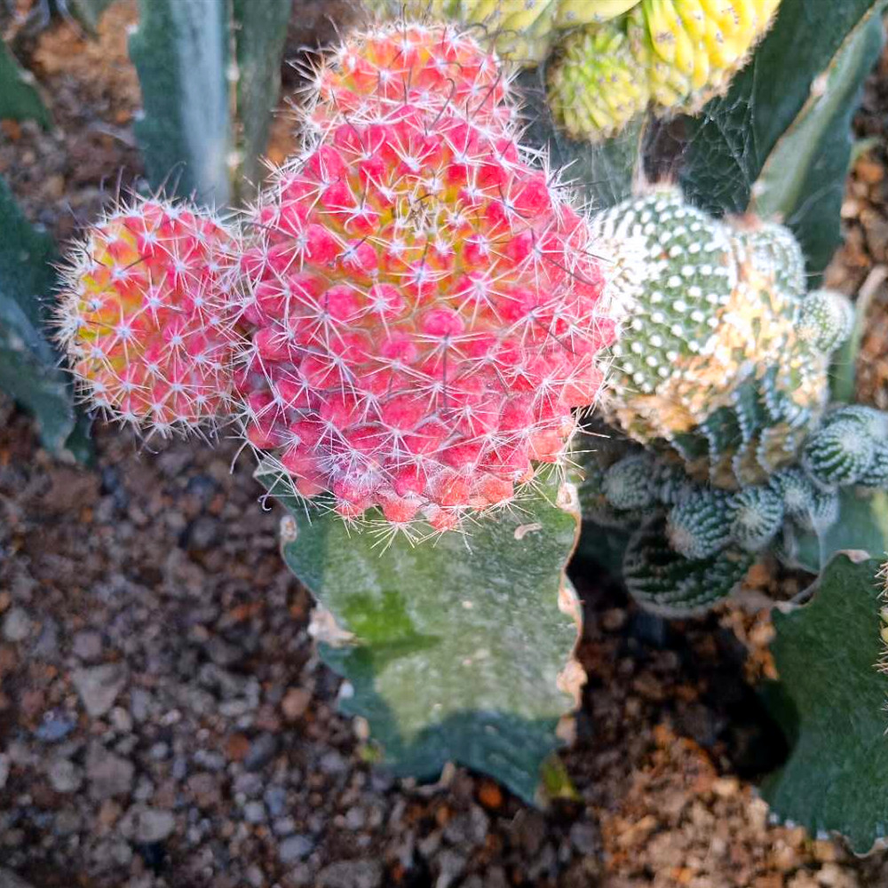 红娜丸仙人球红色自根仙人掌类植物多肉花卉小盆栽t5红娜丸带柱高2636