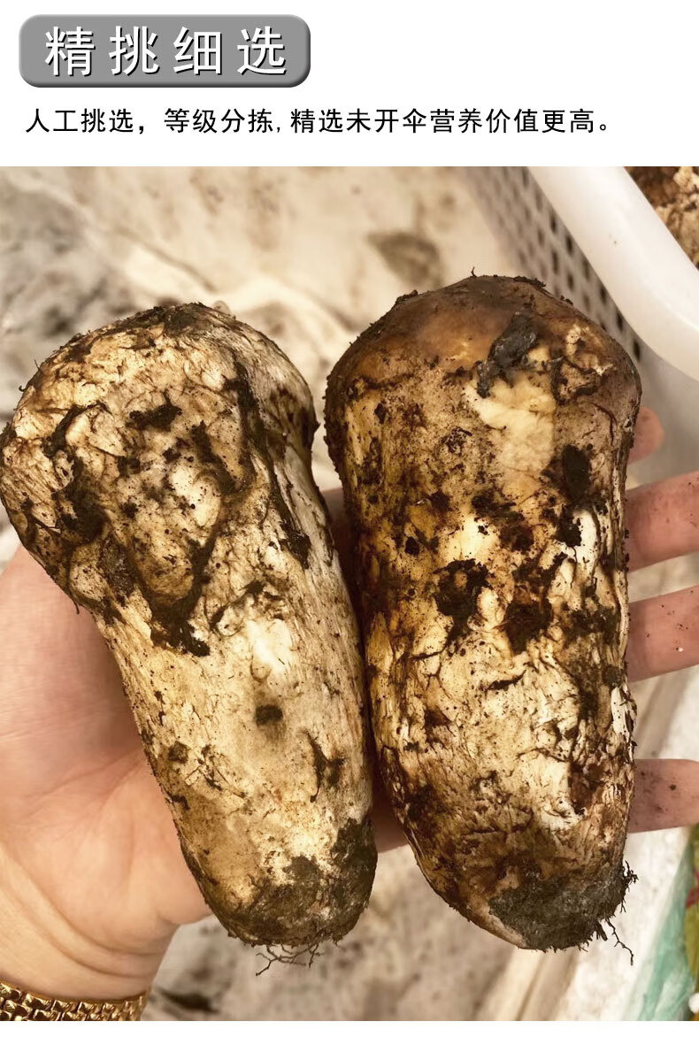 四川甘孜藏区特产新鲜松茸菌 正宗食用野生菌小金菌菇不开伞出口级