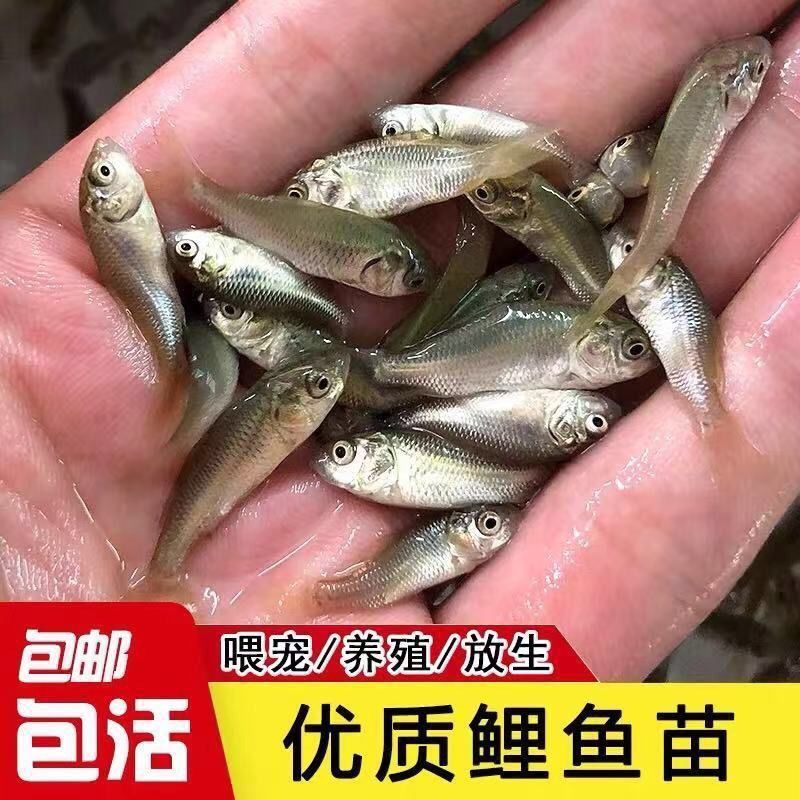 荣郁大品种鲤鱼苗淡水鱼苗建鲤丰鲤中科三号五号草鱼苗青鱼苗好养耐活