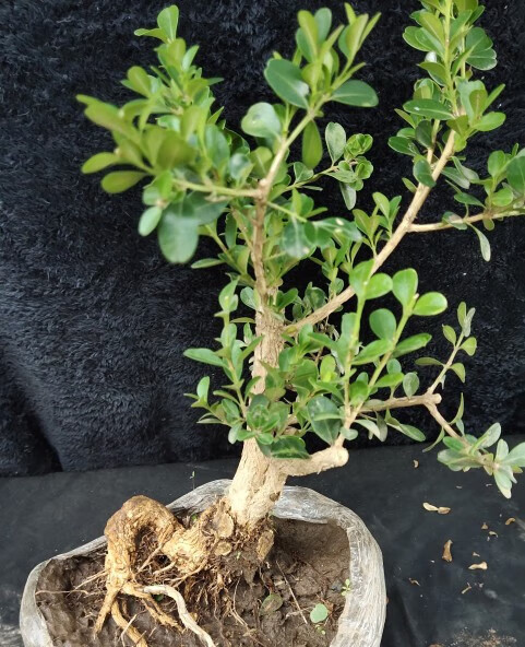 树瓜子矮霸造型盆栽老桩黄杨盆景庭院客厅花卉绿植四季植物 造型黄杨