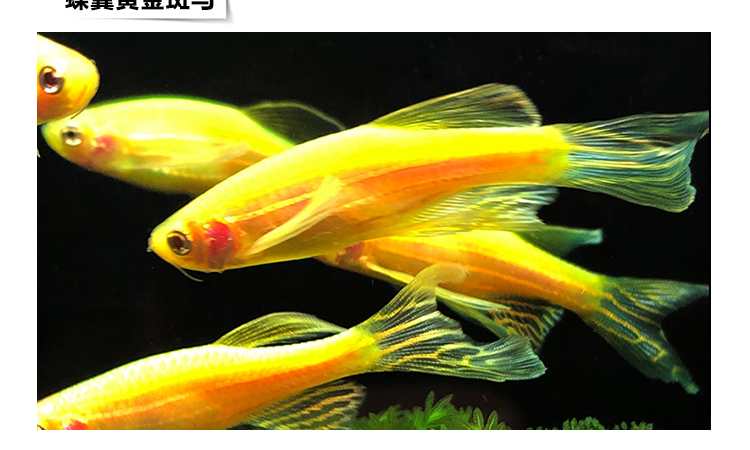 七彩红斑马鱼蓝斑马鱼蓝条鱼花条鱼热带观赏鱼 花色 2条蓝莓斑马3-4cm