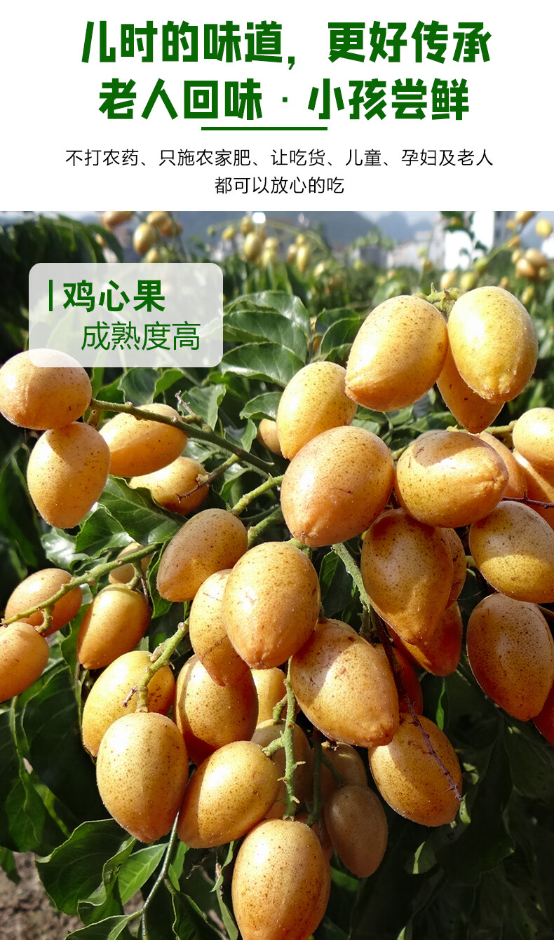 广东鸡心黄皮果新鲜现摘酸甜水果新鲜整箱特产当季孕妇水果胜冰糖心无