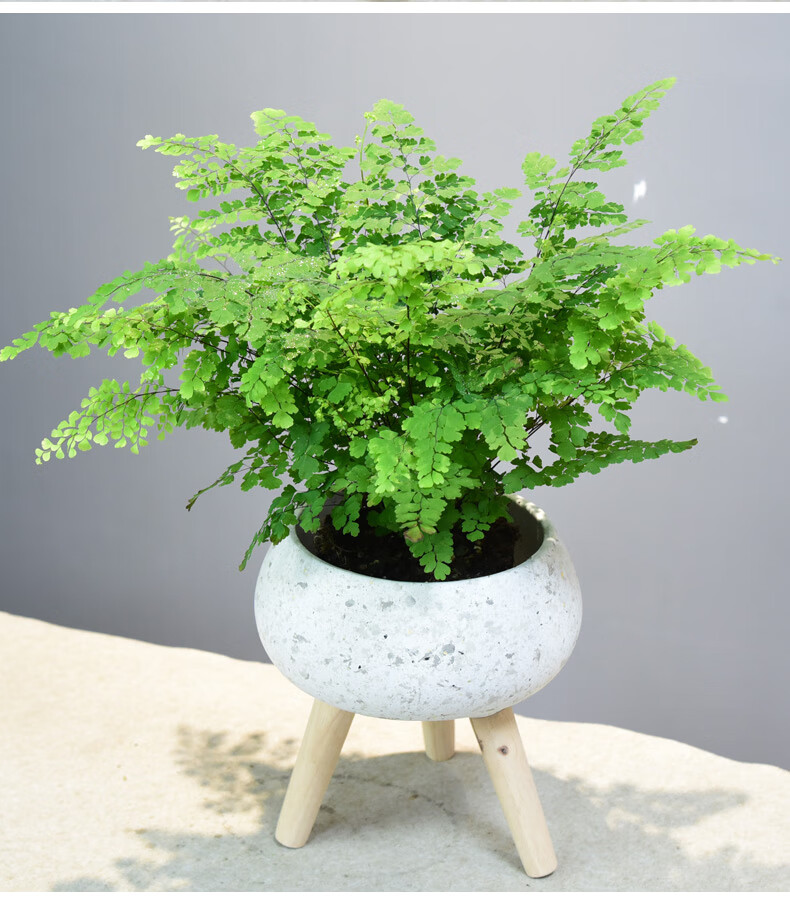 室内茶几耐阴蕨类植物盆景 【白茶清欢】莼白铁线蕨 带盆栽好【图片