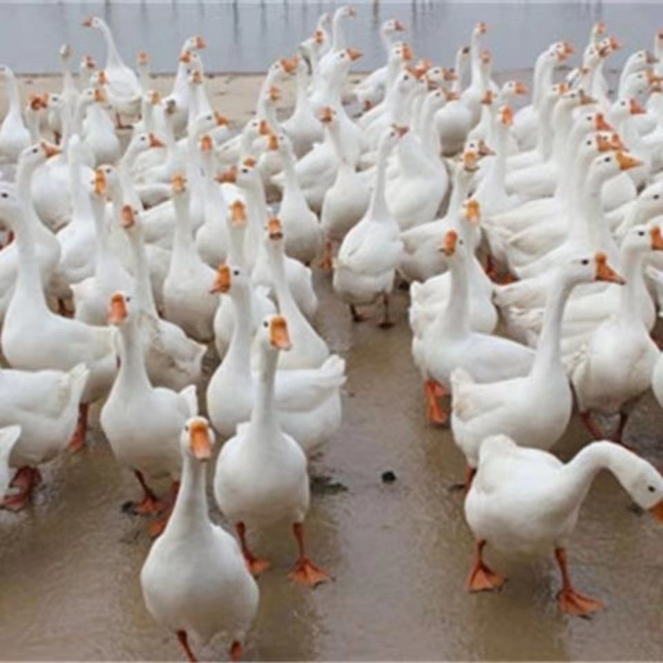 脱温一斤大白鹅苗三花皖西下蛋产蛋王一个月特大批发小鹅活狮子头料