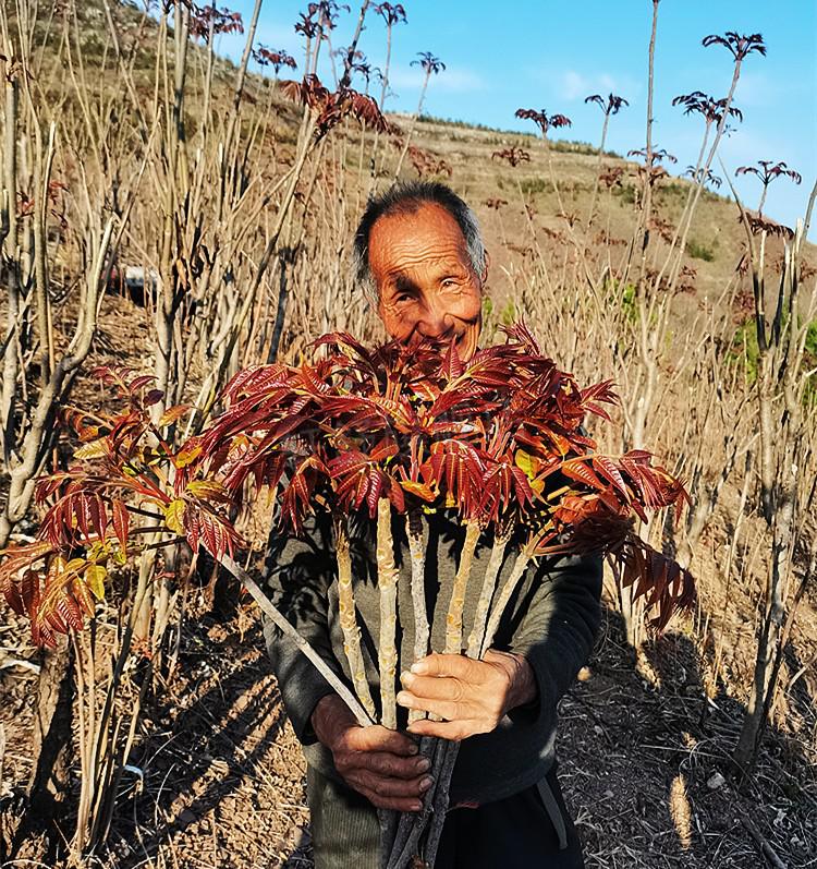香椿树苗香椿树苖新鲜红油四季早采摘正宗春芽树苗食用盆栽地栽矮化