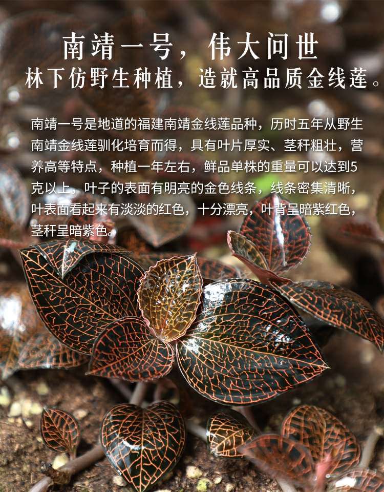 福建南靖金线莲鲜品250克保鲜盒装林下种植新鲜现摘金线莲苗【图片