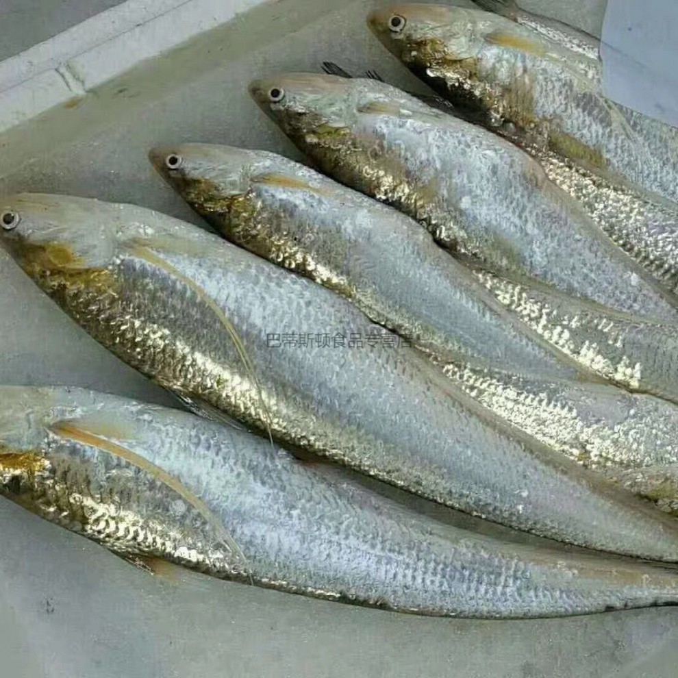 纯新鲜刀鱼 凤尾鱼新鲜肉肥 速冻发货 每斤16-18条500克【图片 价格