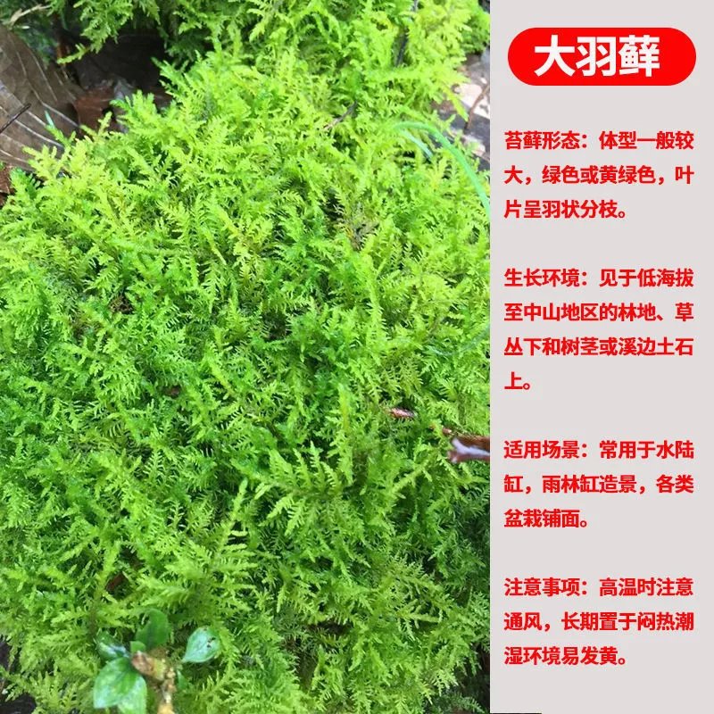 9，苔蘚微景觀青苔盆景裝飾造景植物鋪麪鮮活假山水陸缸diy室內綠植 人工大灰蘚10*10cm4片