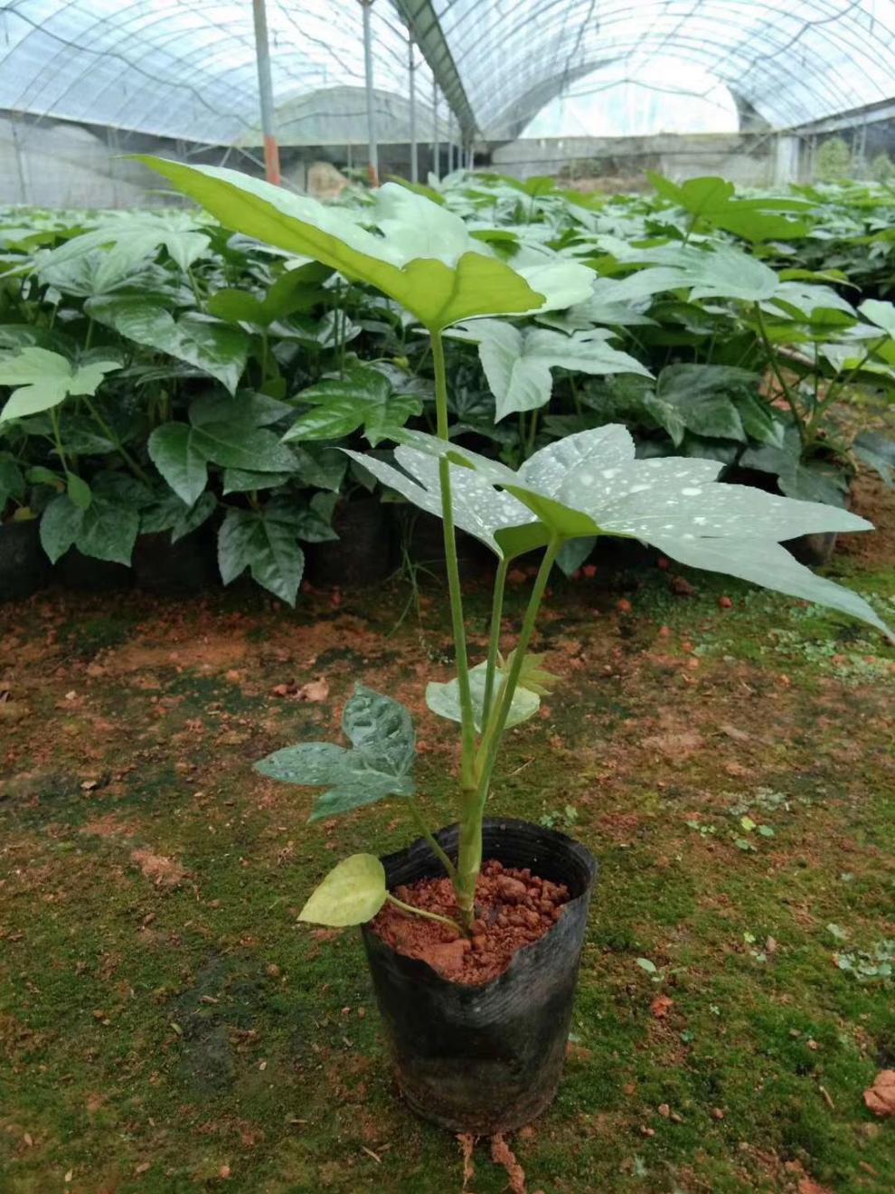 八角金盘苗工程绿化树苗易养活四季常青庭院绿篱树苗耐旱耐阴秋颖小苗