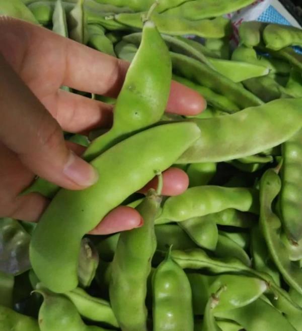 东北油豆角紫花油豆口感超好不柴大紫花油豆角 精选