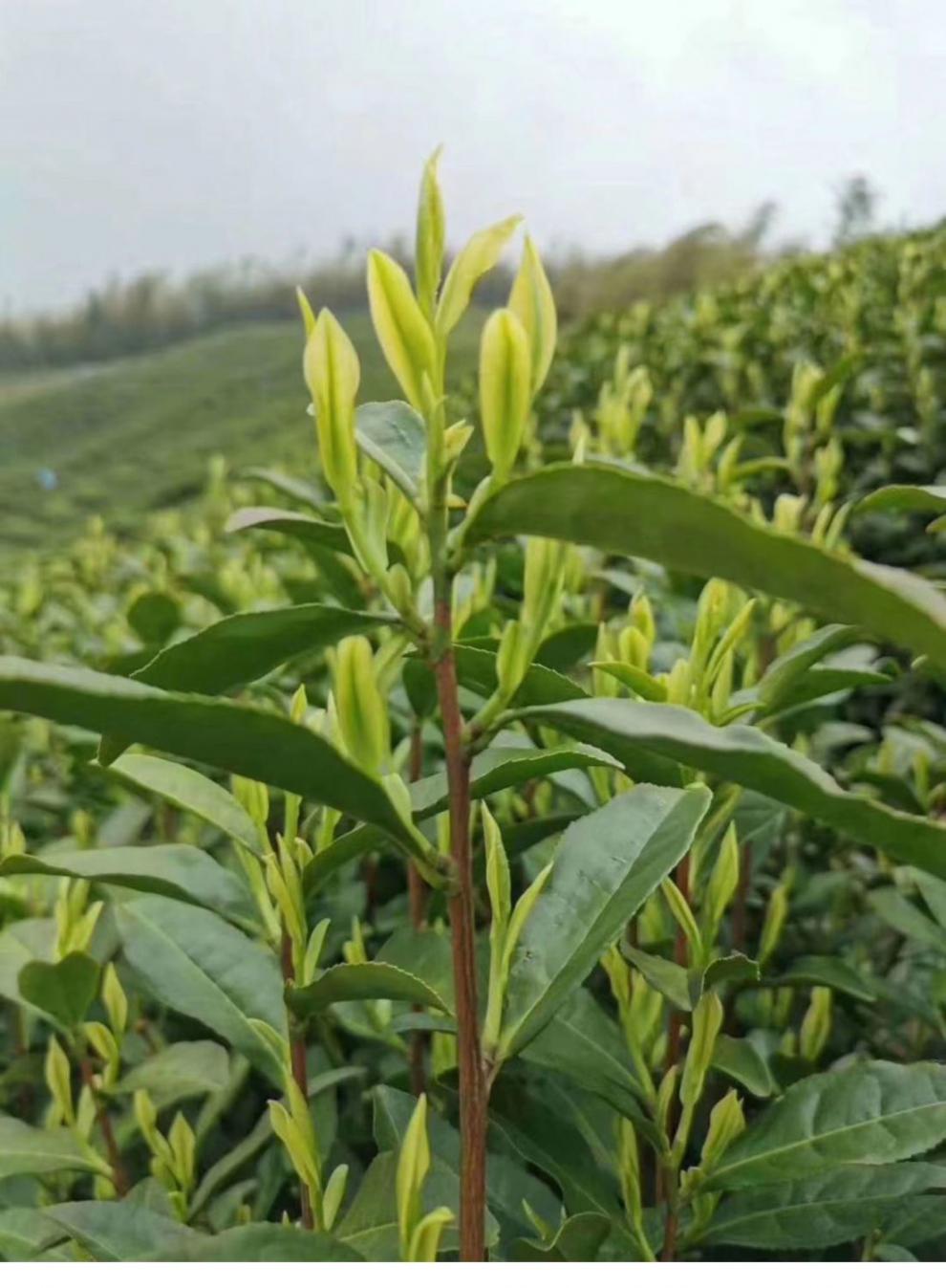 2022年新茶高山茶叶嫩芽白茶浓香型云雾绿茶春茶礼盒春田之光 白茶125