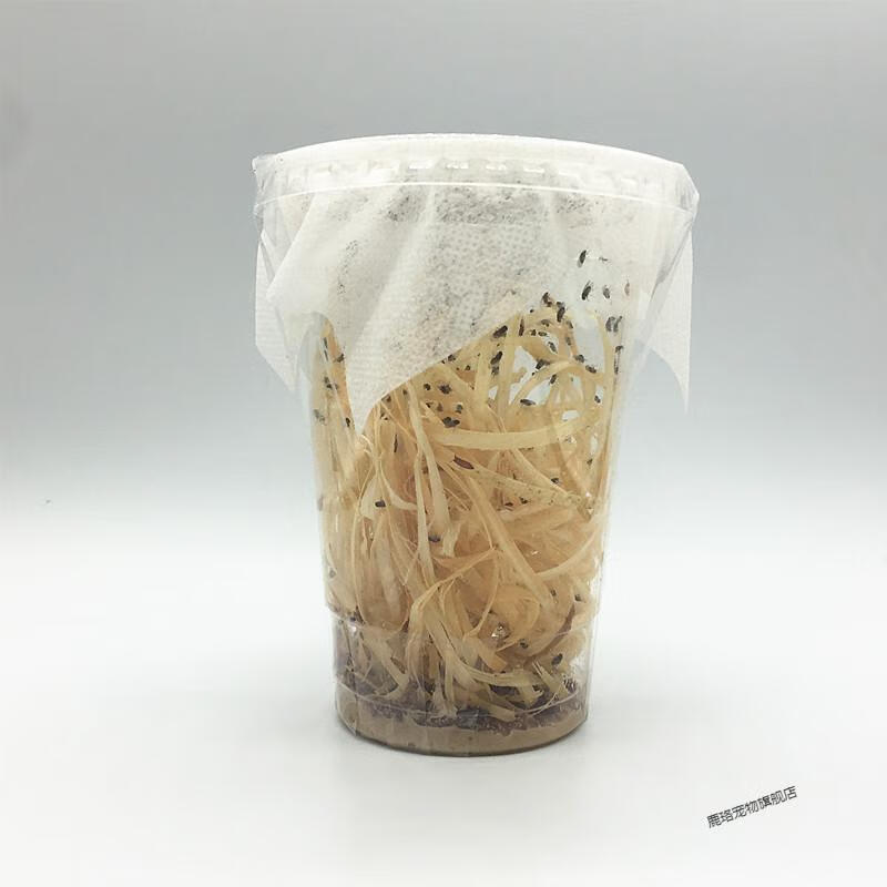 鹿骆宠具大小残翅果蝇杯昆虫角蛙等爬虫宠活体宠物螳螂跳蛛饲料大麦虫