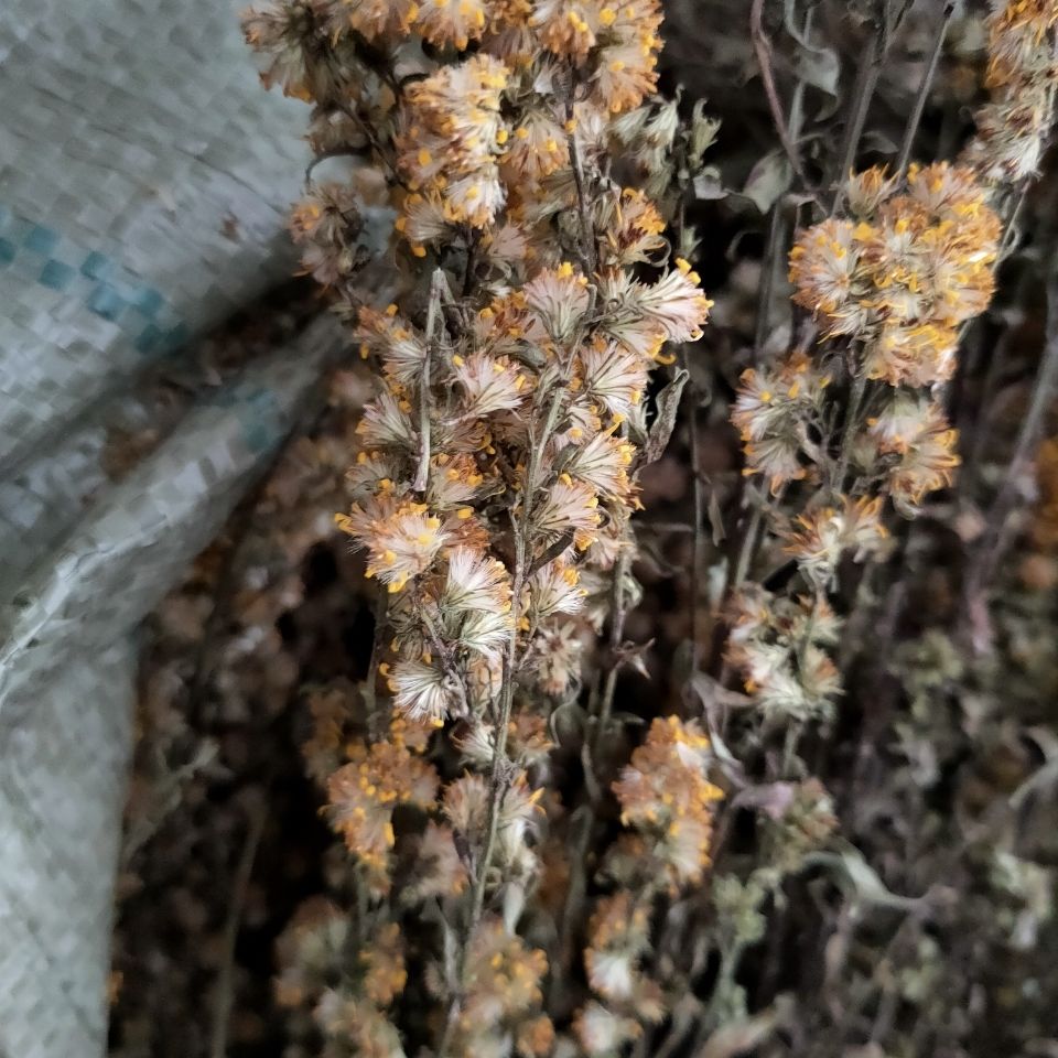 中药材一枝黄花浙江野外生长一枝黄花 金锁钥 老虎尿 全草带根500克