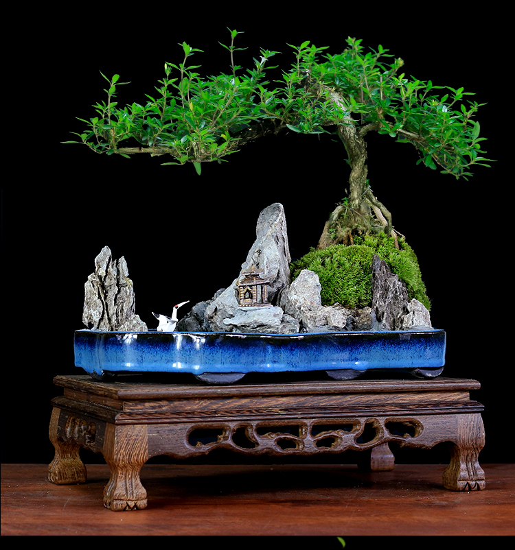 六月雪盆景植物树桩悬崖造型山水假山盆景老桩熟桩室内客厅办公室绿植