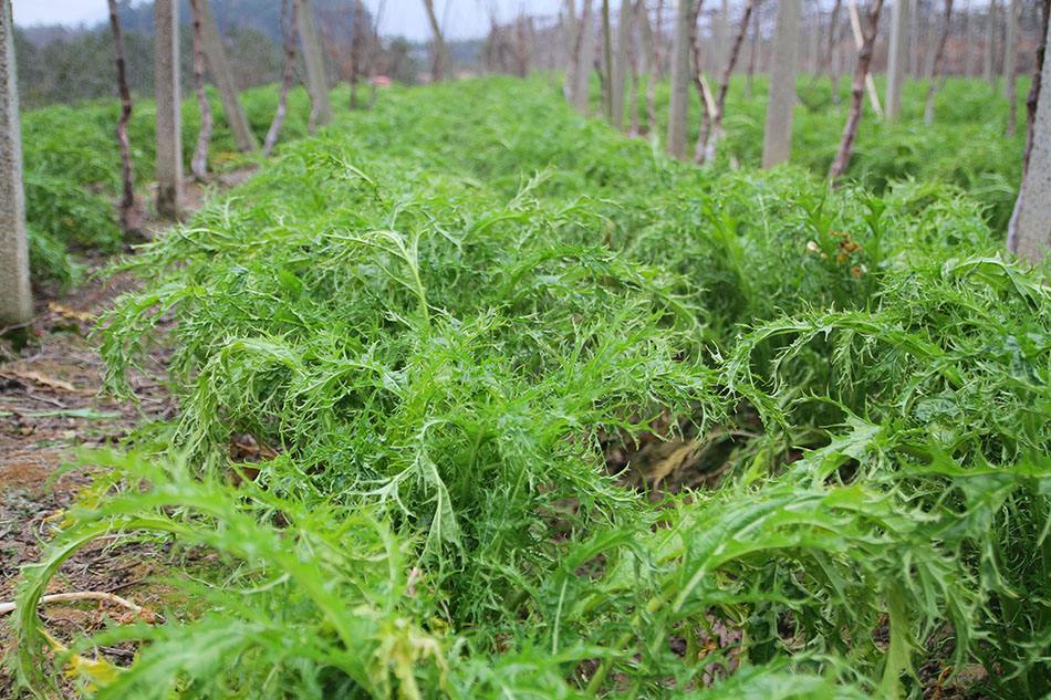 农家土特产梅干菜干货手工金华梅干菜菜干干净无沙免洗扣肉 农家梅