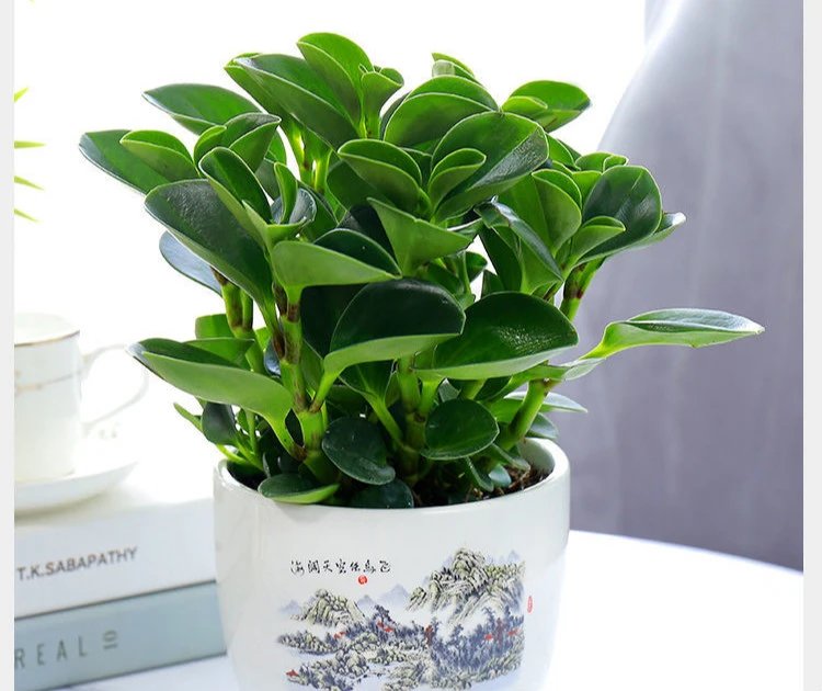 碧玉花卉绿植 四季好养 室内多肉桌面室内外四季可养植物花卉 豆瓣绿1