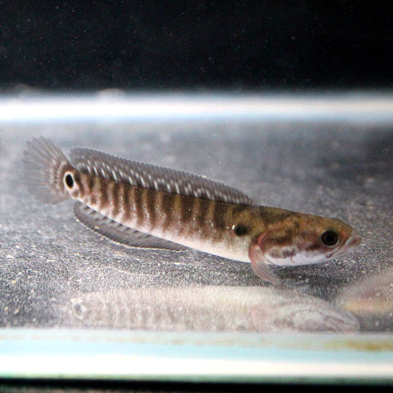 七星鱼苗活体淡水养殖山斑珍珠赤雷龙月鳢鱼金鱼冷水观赏鱼 七星鱼2条