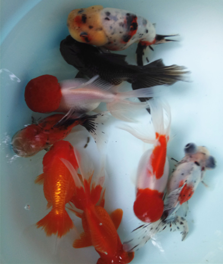 单顶冷水淡水风水鱼国粹活体鱼家养水族馆观赏鱼包活红龙眼910厘米1条