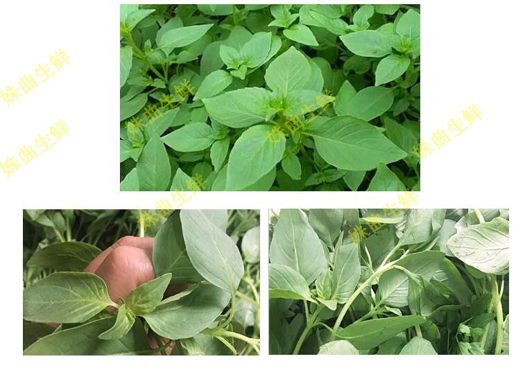 河南新鲜荆芥菜大叶荆茎芥菜调味蔬菜500g