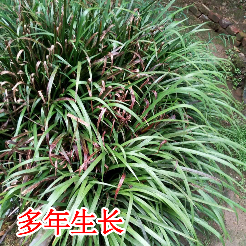 杭情五香草新鲜现挖五香叶苗可食用调味香料阳台盆栽种苗去腥植物香料