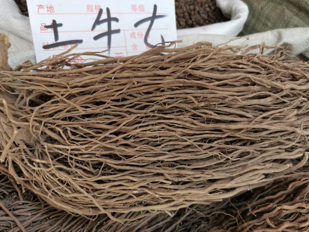 土牛膝根六月雪根大泽兰多须公土牛七中药原材500克杞里香