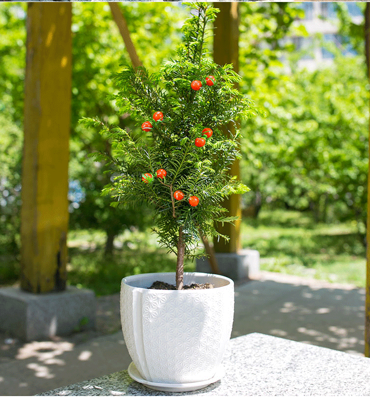 耐寒 樹苗大樹綠植花卉盆栽盆景植物室內好養紅豆彬 4年 紅豆杉 40