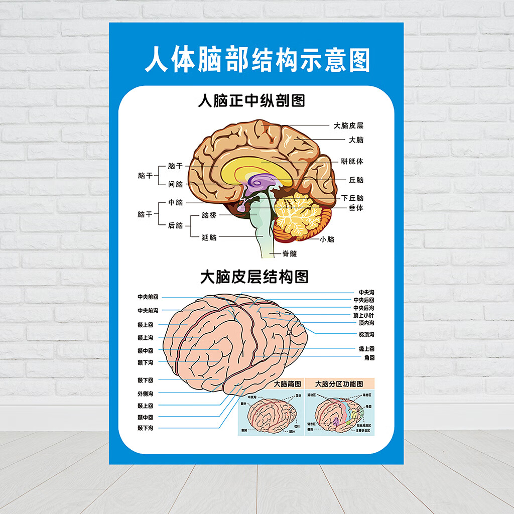 大脑解剖图脑示意图医院布置海报医学宣传人体器官解剖挂图贴颅神经