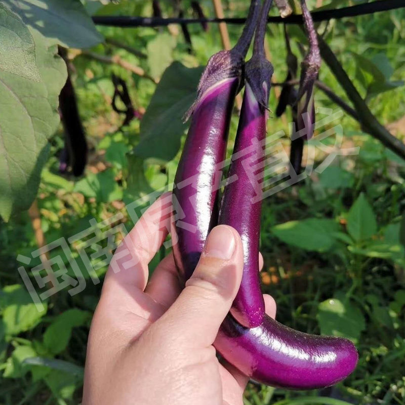 新鲜茄子长茄子细紫线茄土茄子福建蔬菜农家自种现摘茄瓜135斤5斤细