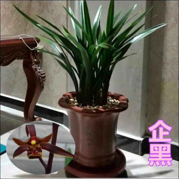 养】浓香型兰花苗兰花盆栽墨兰大花兰花苗花卉盆栽绿植花卉 掌柜 西施