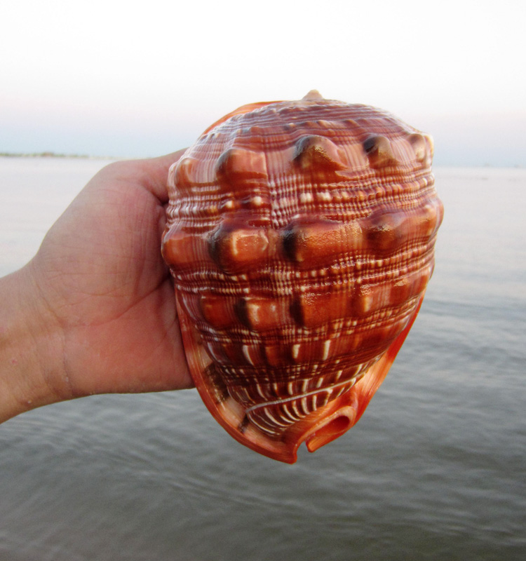 大贝壳叫什么名字图片