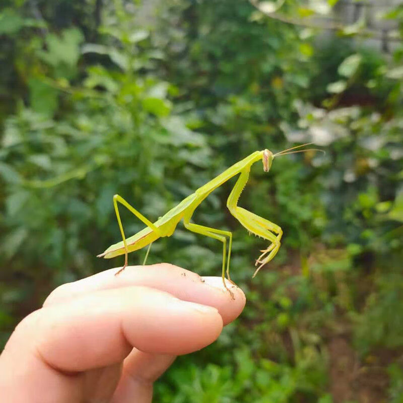 中华大刀螳螂广斧螳螂昆虫宠物活体好养易活送饲料不知名小螳螂成虫送