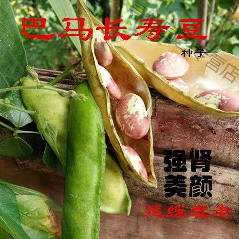 荷包豆种子豆种子高产长寿豆种子大肾豆皇帝豆种子蔬菜种子 皇帝豆