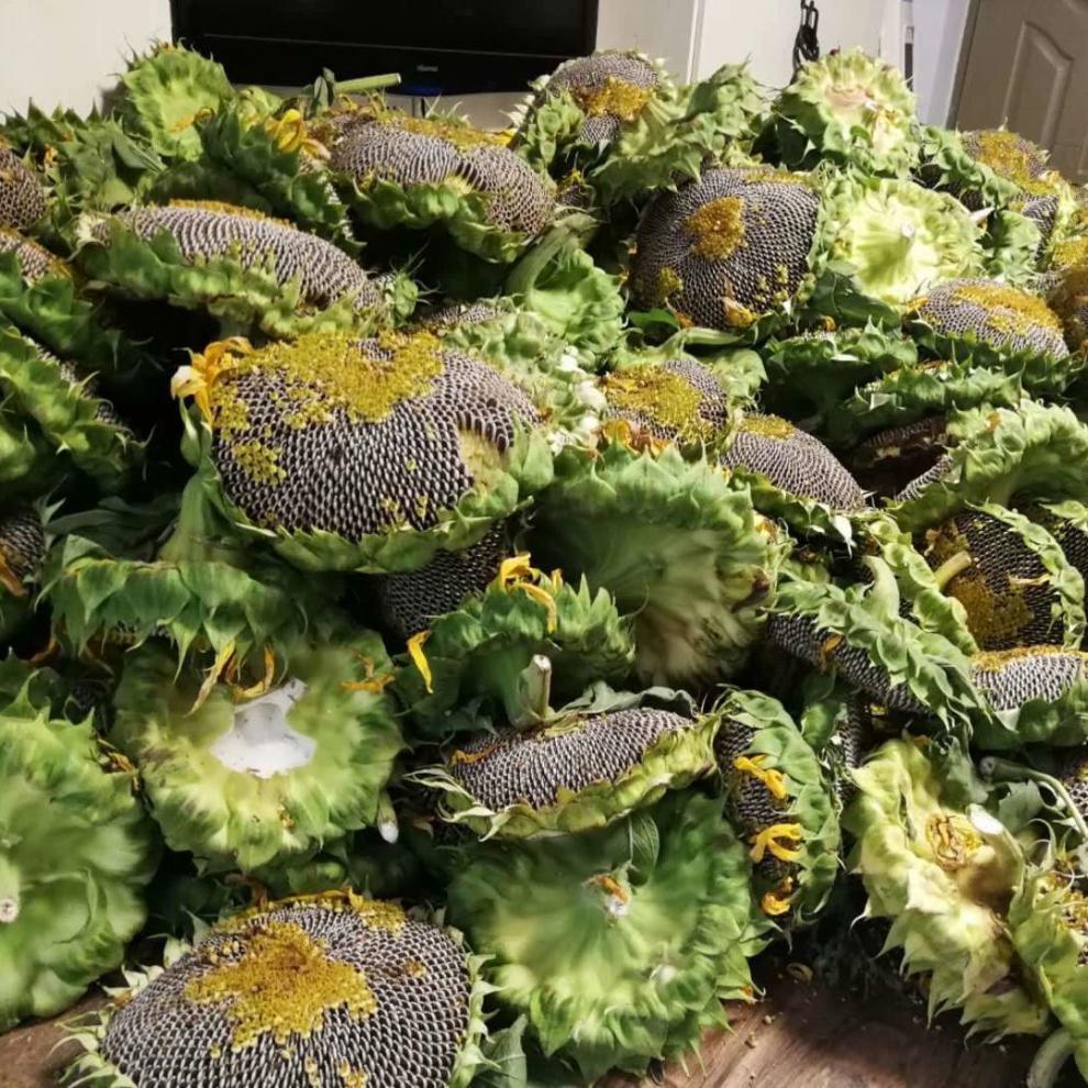 2021年现摘新鲜葵花盘葵花籽带盘向日葵湿瓜子盘生瓜子原味新鲜葵花盘