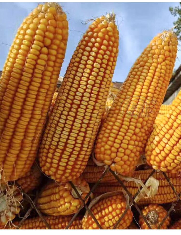 细辛 高产饲料玉米种子高产量郑单958早熟杂交种籽孑特大南方良种