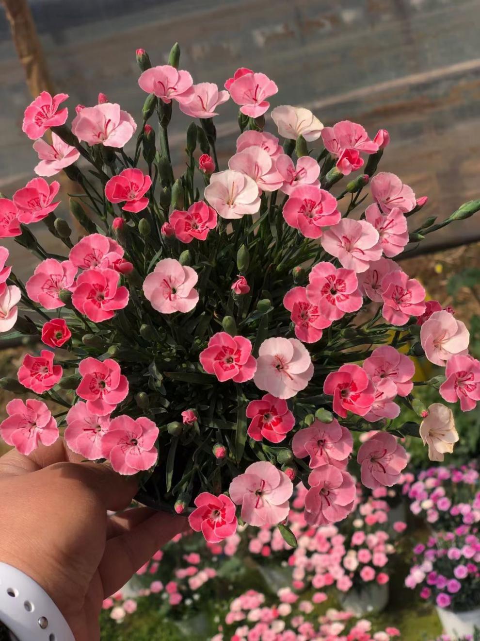 欧石竹花苗初吻盆栽粉贝耐寒地被庭院开花草坪四季开花多年生带花蜜桃