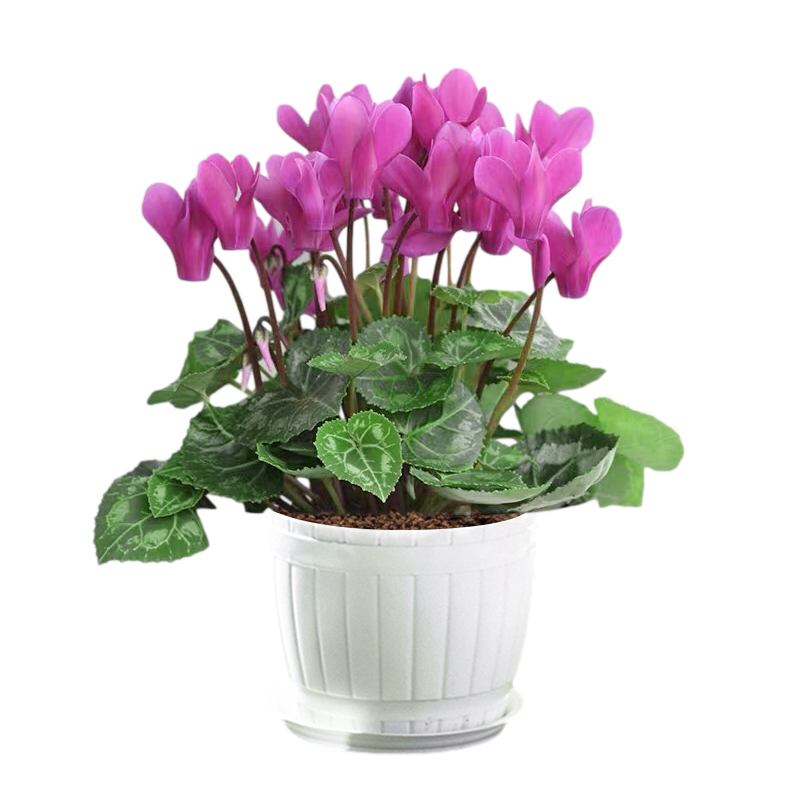 原生仙客来盆栽 植物带花大花 庭院阳台花卉室内好养绿植 【紫色】