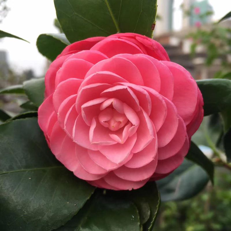 十八学士茶花盆栽白底多色木本花卉阳台窗台庭院绿植好养易活 五年苗