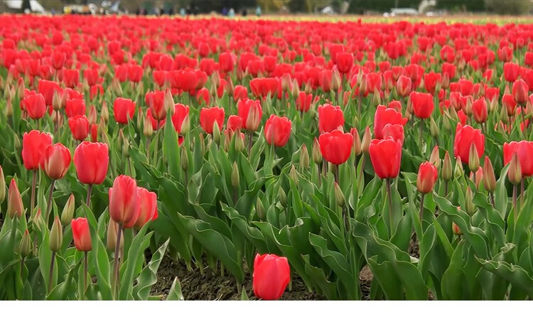 秋冬季耐寒荷蘭進口鬱金香種球室內外陽臺庭院花種子花卉盆栽 夜皇后